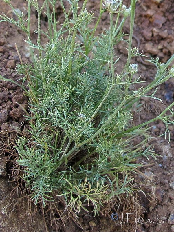 Daucus setifolius.05
