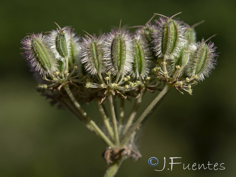 Daucus setifolius.17