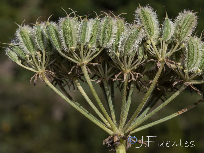 Daucus setifolius.18