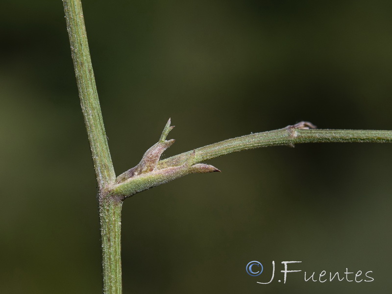 Daucus setifolius.19