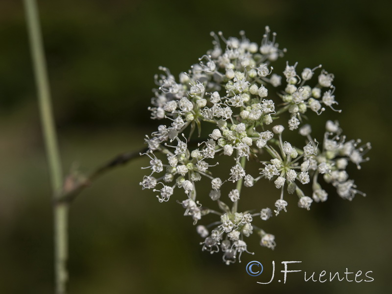 Daucus setifolius.20