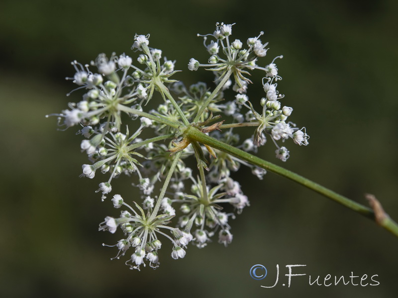 Daucus setifolius.21