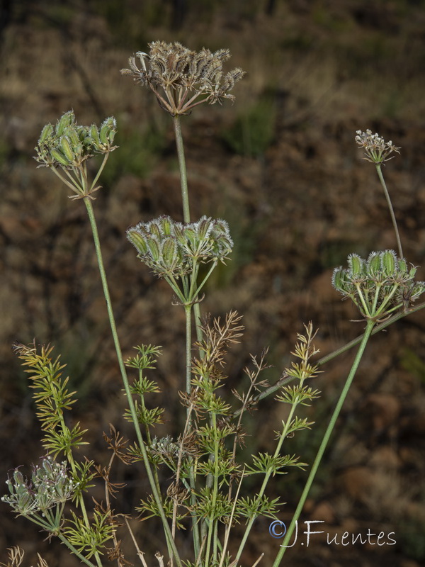 Daucus setifolius.23