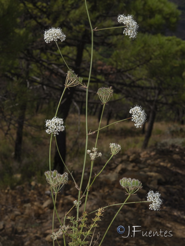Daucus setifolius.24