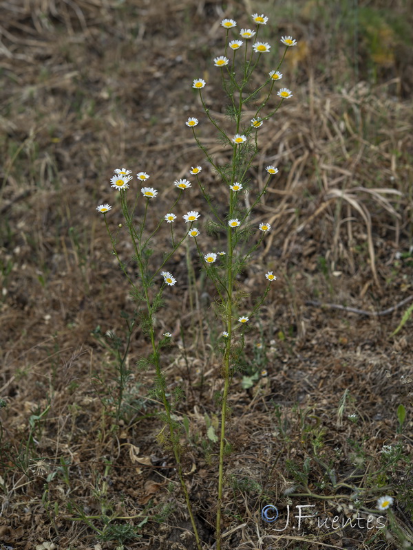 Daveaua anthemoides.01
