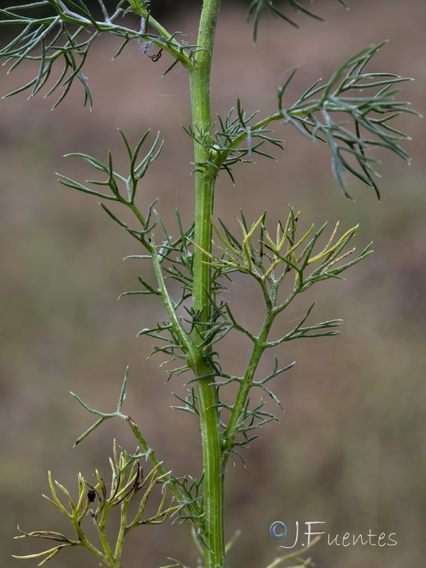 Daveaua anthemoides.03