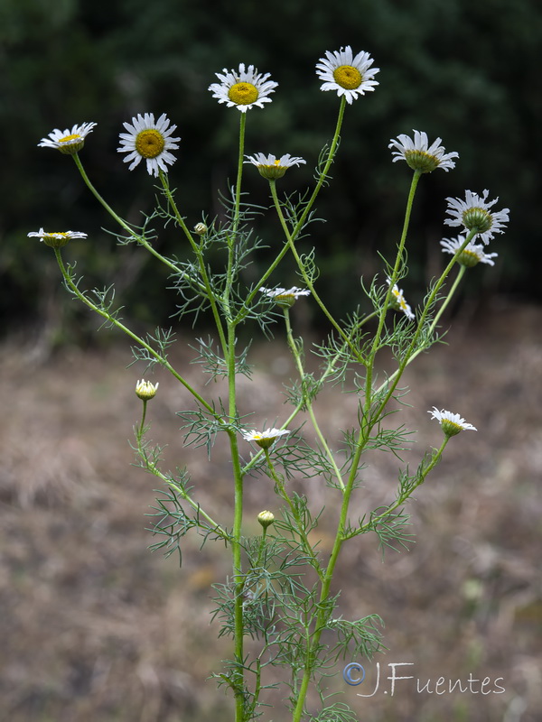 Daveaua anthemoides.04