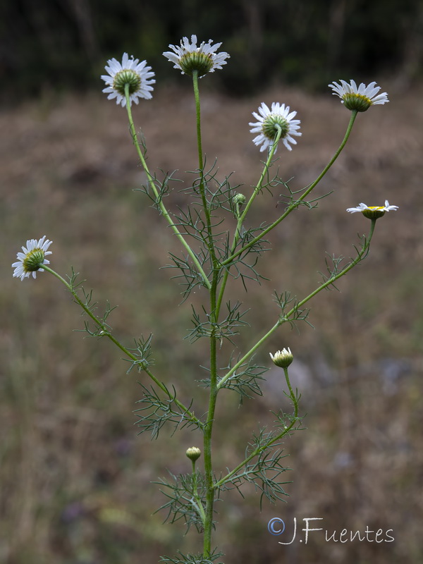 Daveaua anthemoides.06