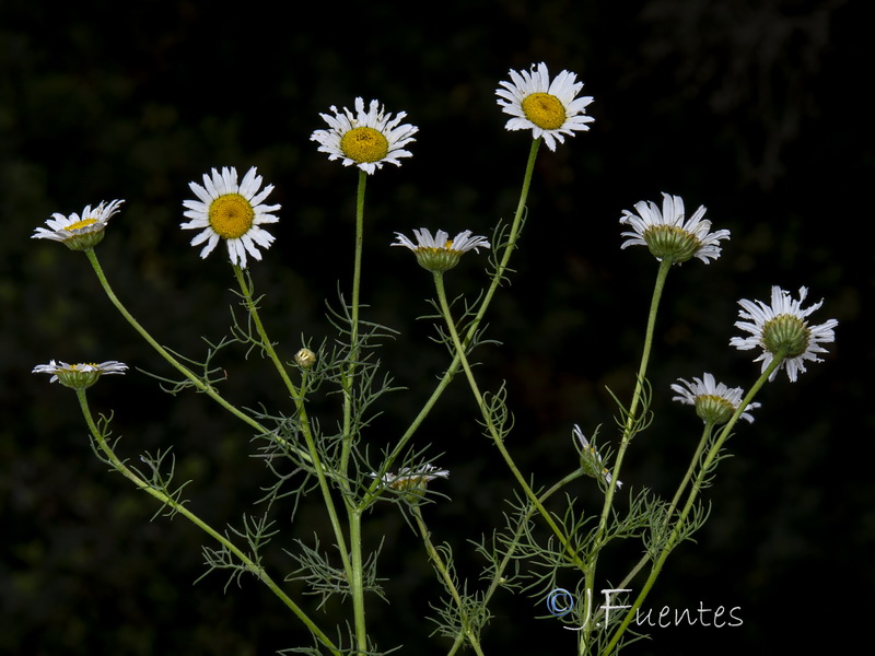 Daveaua anthemoides.08