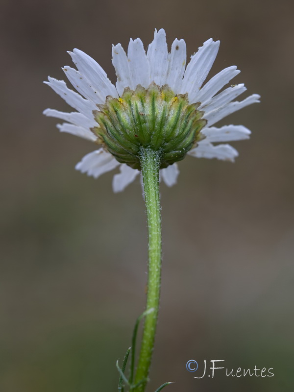 Daveaua anthemoides.09