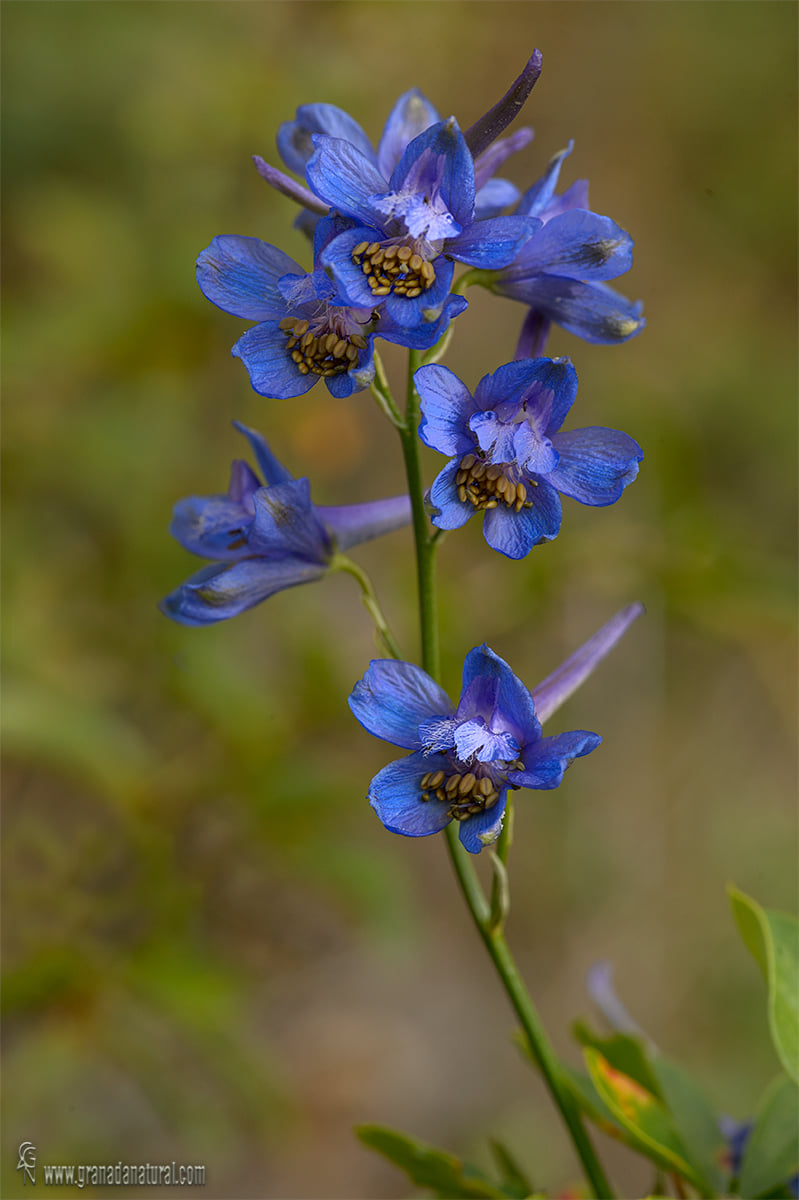 Delphinium emarginatum nevadense