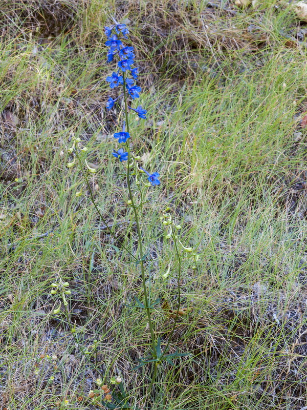 Delphinium emarginatum nevadense.01