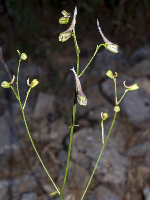 Delphinium emarginatum nevadense.07