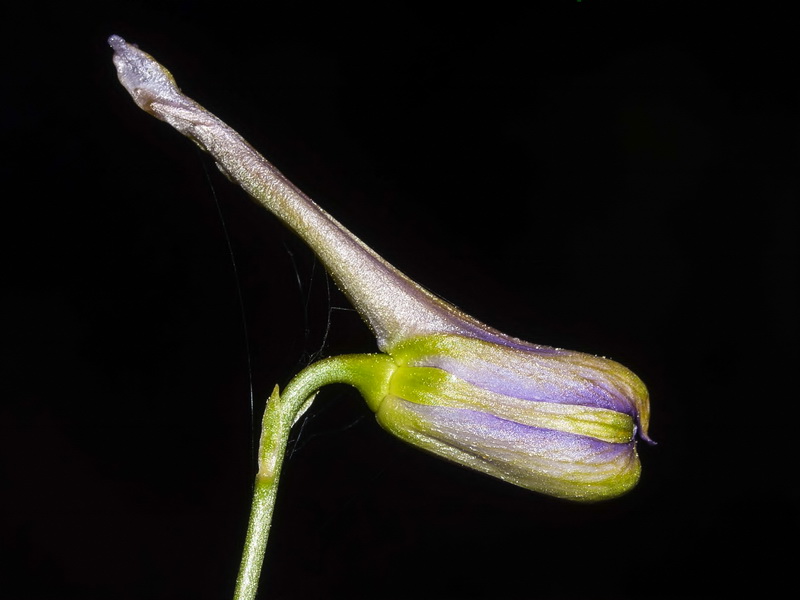 Delphinium emarginatum nevadense.08