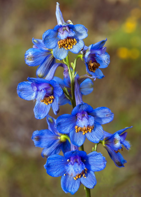 Delphinium emarginatum nevadense.09