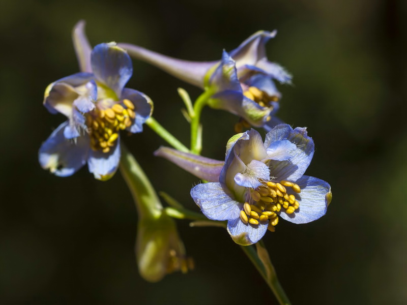 Delphinium emarginatum nevadense.11