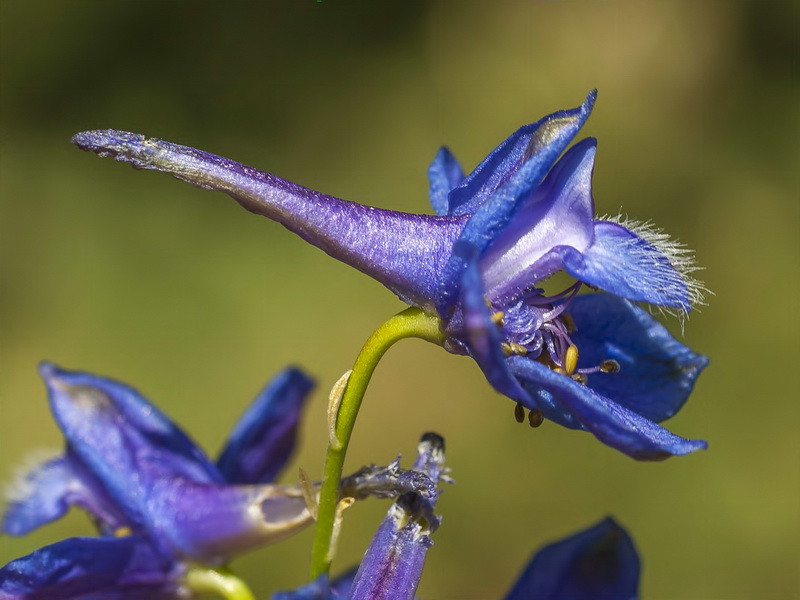 Delphinium emarginatum nevadense.15