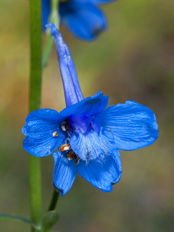 Delphinium emarginatum nevadense.16