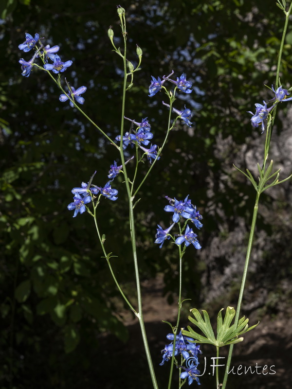 Delphinium emarginatum nevadense.20