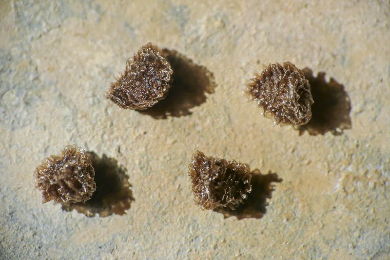 Delphinium emarginatum nevadense a