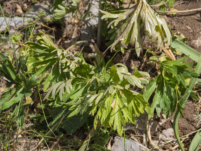 Delphinium fissum sordidum.02