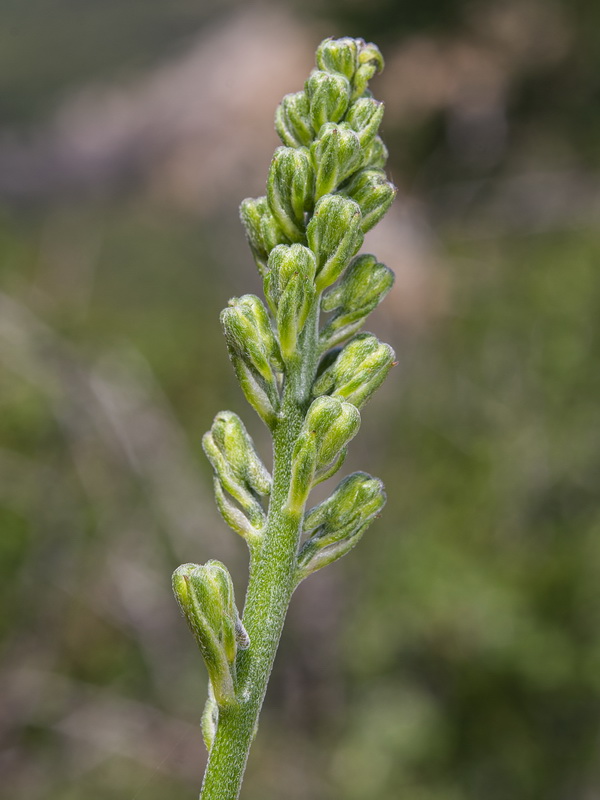 Delphinium fissum sordidum.03