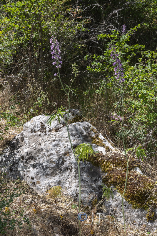 Delphinium fissum sordidum.06