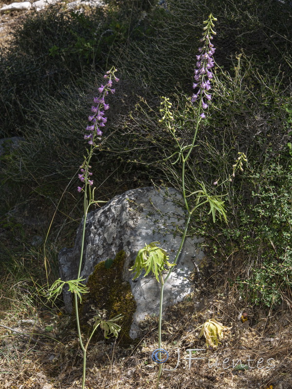 Delphinium fissum sordidum.07