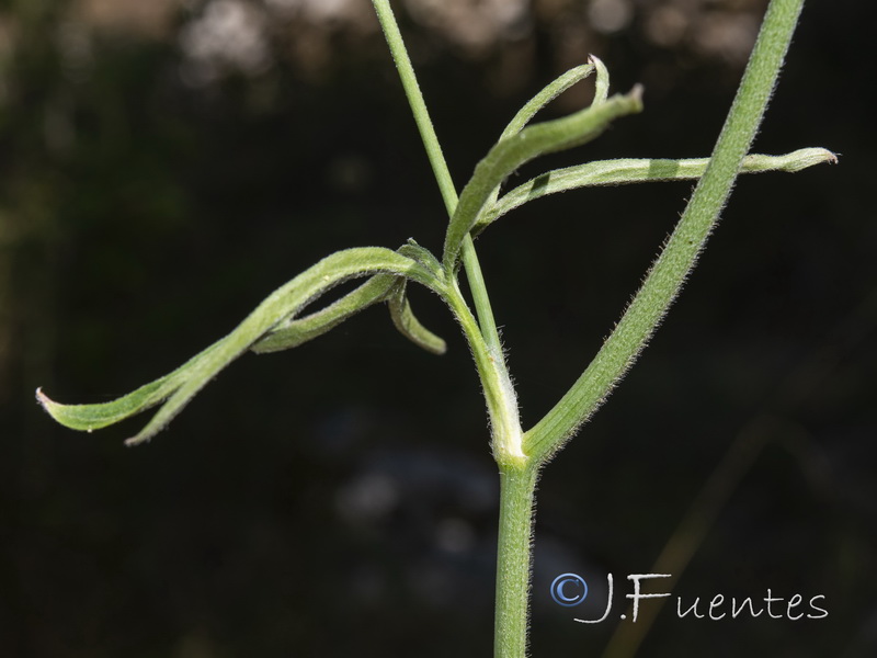 Delphinium fissum sordidum.12