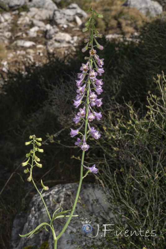 Delphinium fissum sordidum.13