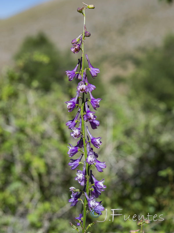 Delphinium fissum sordidum.14