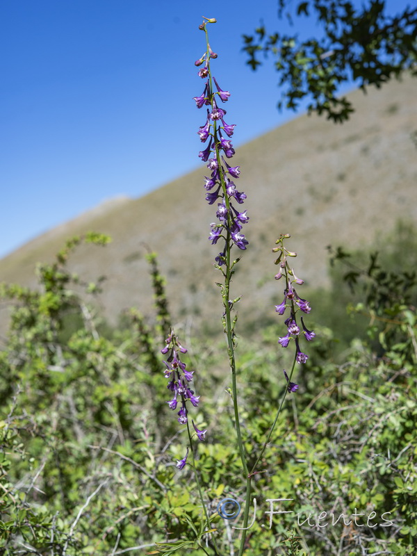 Delphinium fissum sordidum.15