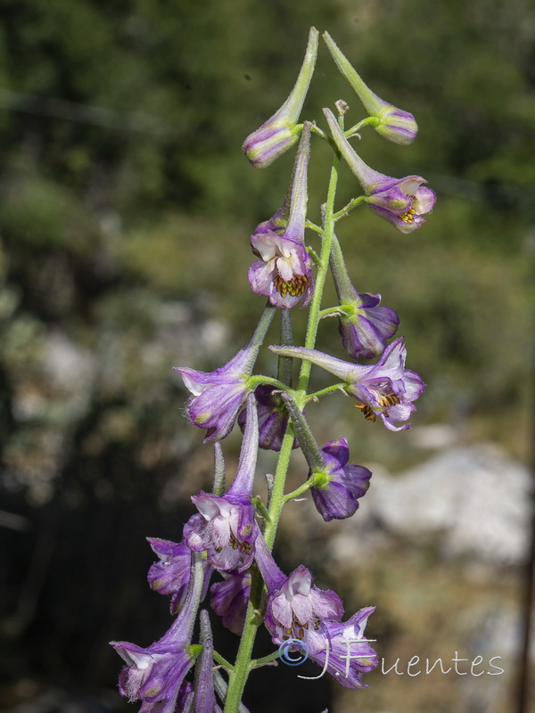 Delphinium fissum sordidum.17