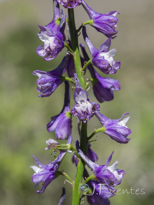 Delphinium fissum sordidum.18