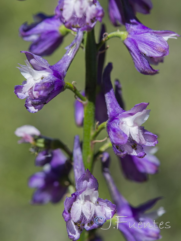 Delphinium fissum sordidum.20