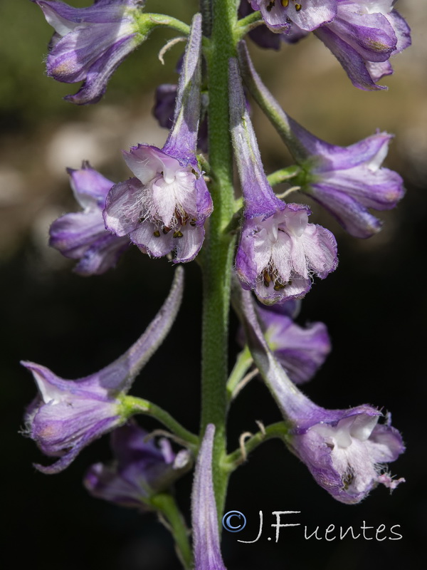 Delphinium fissum sordidum.22