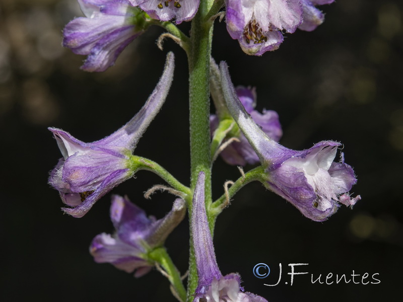 Delphinium fissum sordidum.23