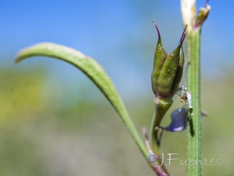 Delphinium fissum sordidum.24