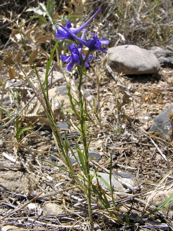 Delphinium gracile.01