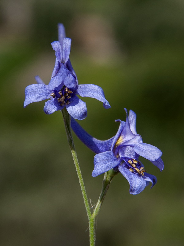 Delphinium gracile.15