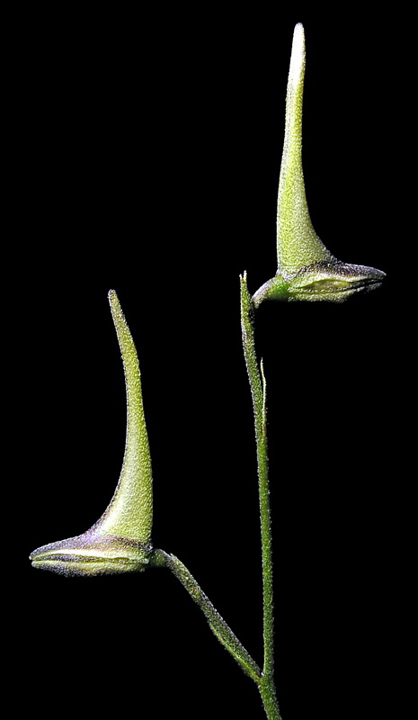 Delphinium gracile.17