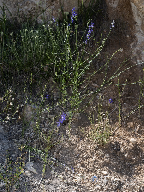 Delphinium halteratum verdunense.01