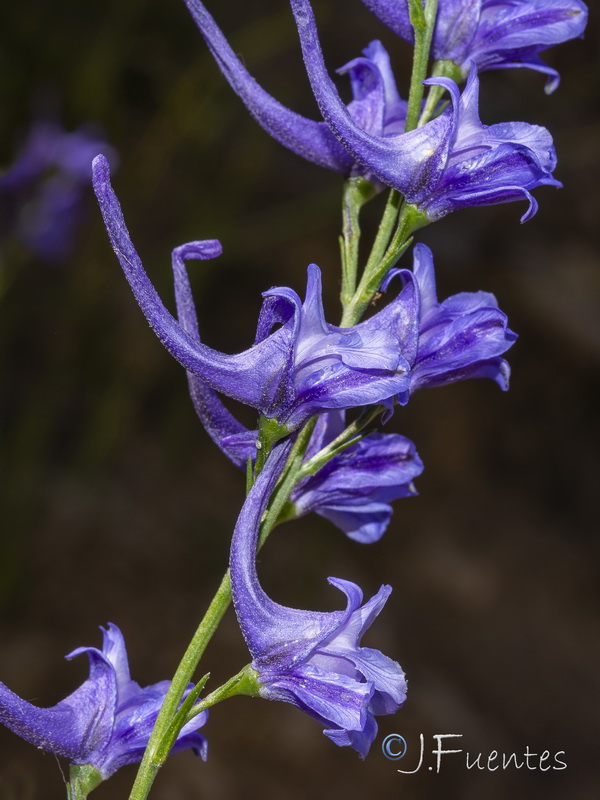 Delphinium halteratum verdunense.06
