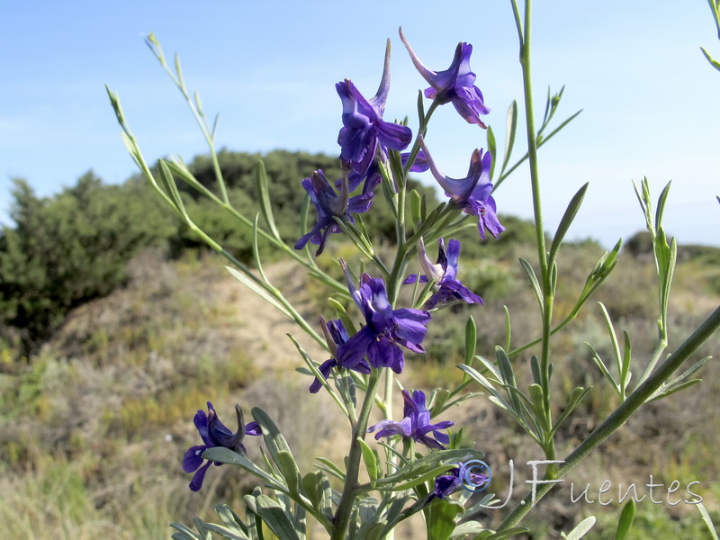 Delphinium nanum.01