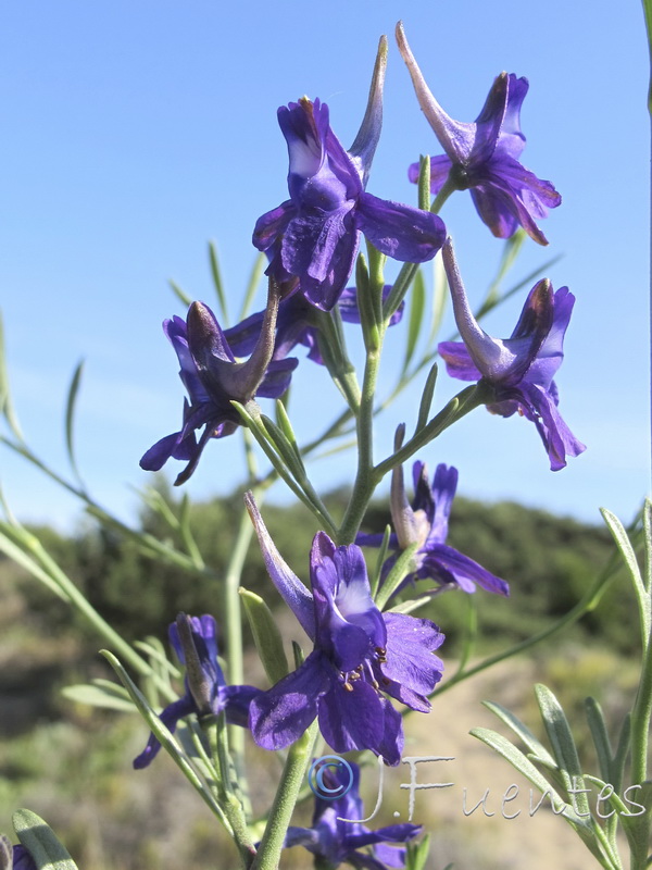 Delphinium nanum.02