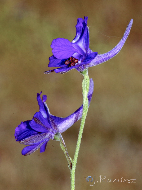 Delphinium nanum.04