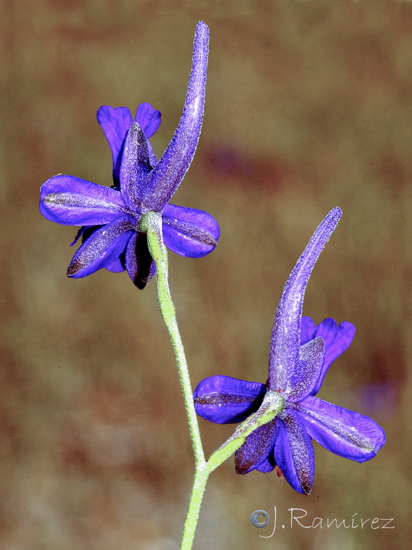 Delphinium nanum.05