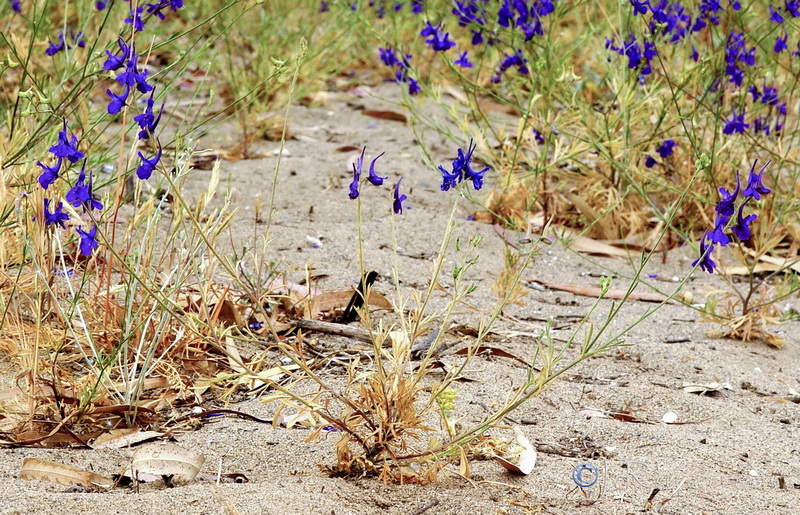 Delphinium nanum.11