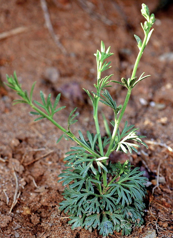 Delphinium nanum.18