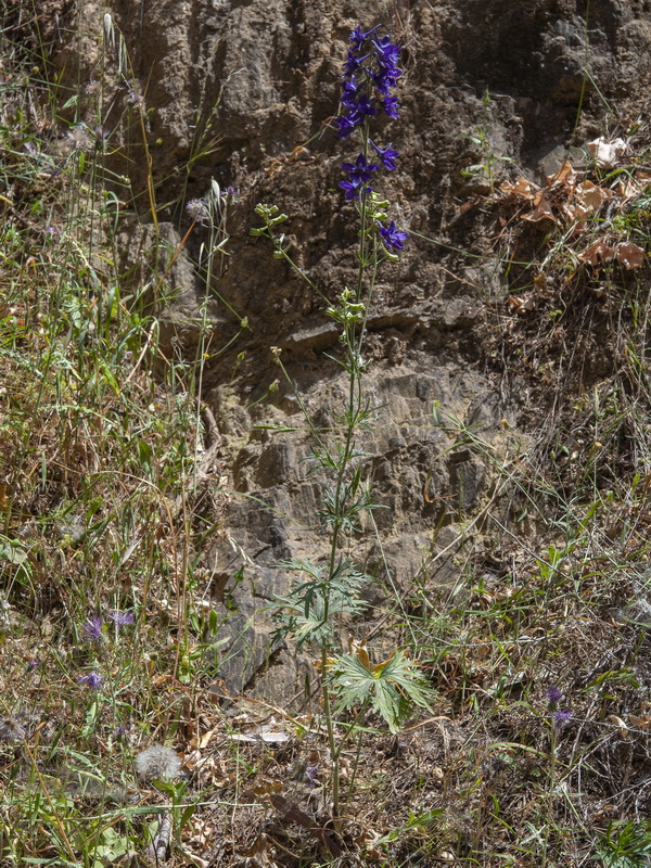 Delphinium pentagynum.01